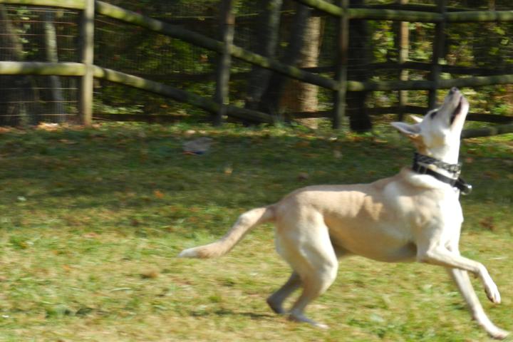 Pet Friendly French Broad River Dog Park