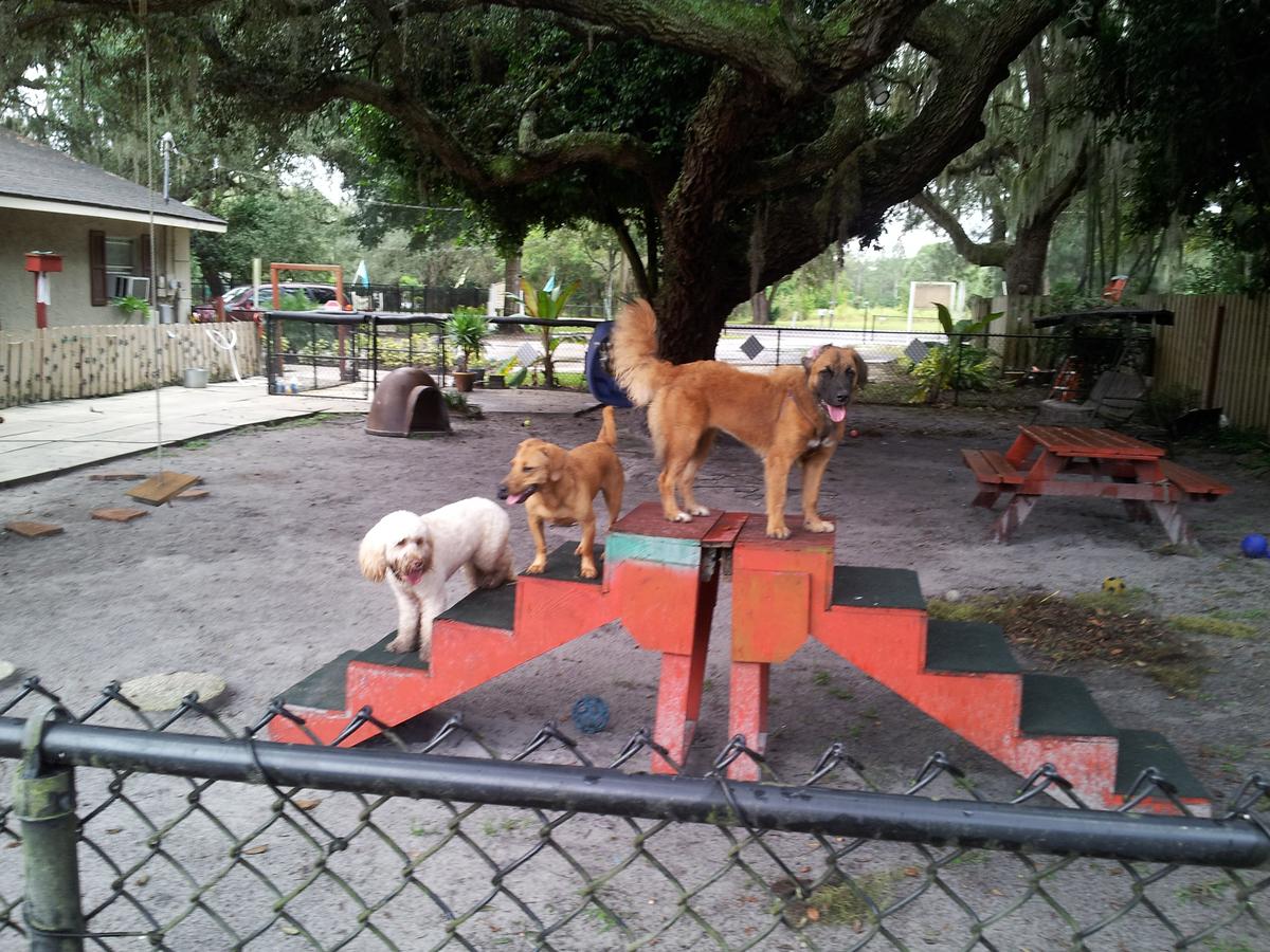 The dog house clearance boarding