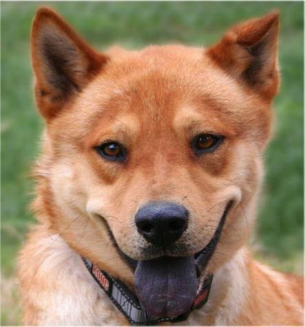 Chow store jindo mix