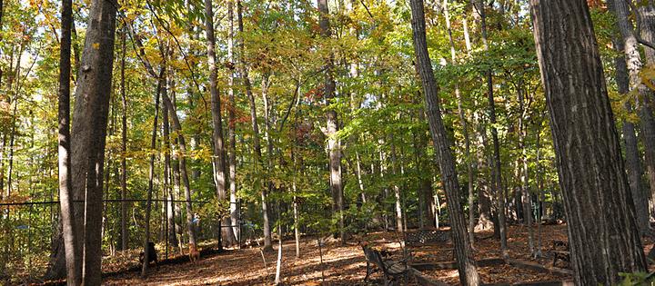 Dog Friendly Dunwoody, GA