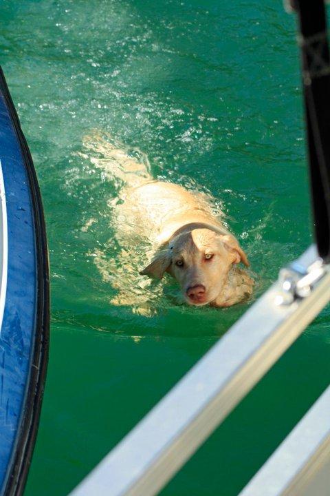 are dogs allowed at lake shasta