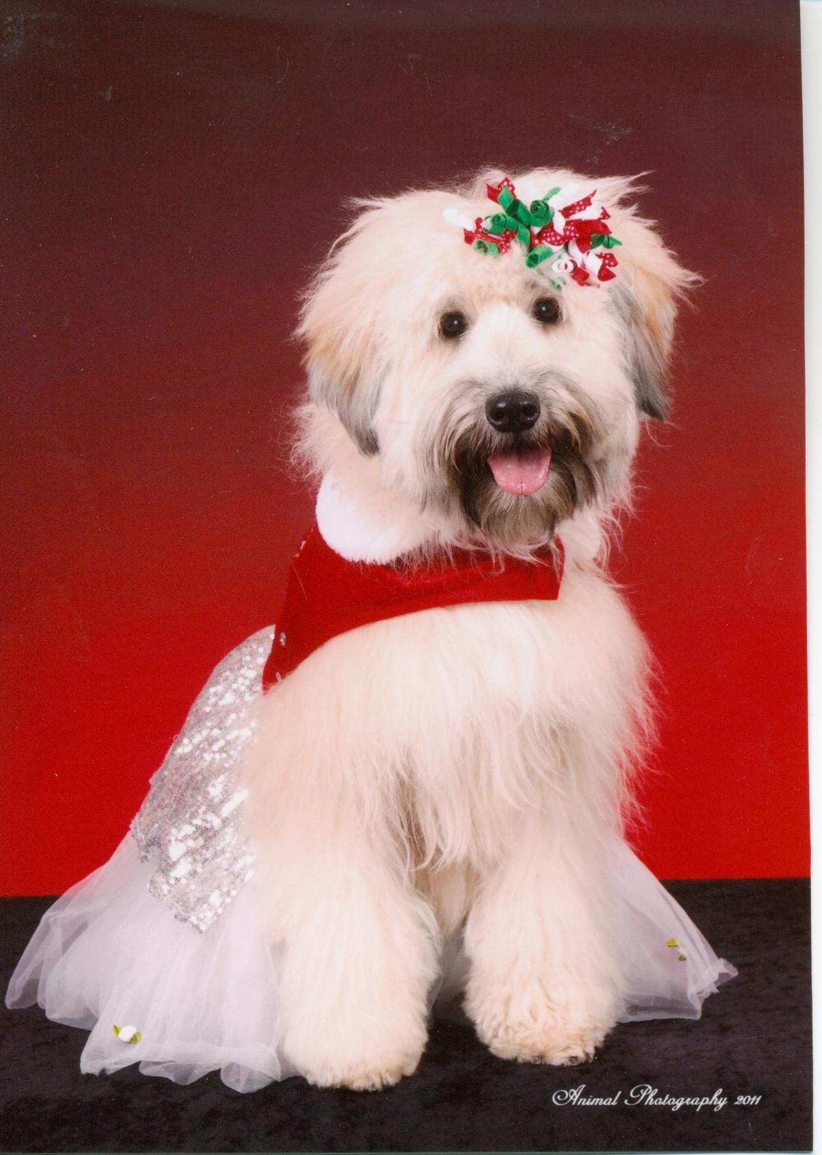 Dog Friendly Cape Coral, FL - Bring Fido