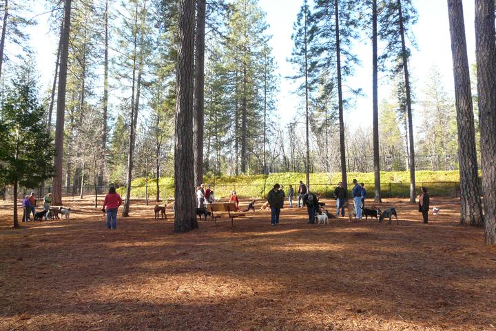 Pet Friendly Dogs Run Free of Nevada County