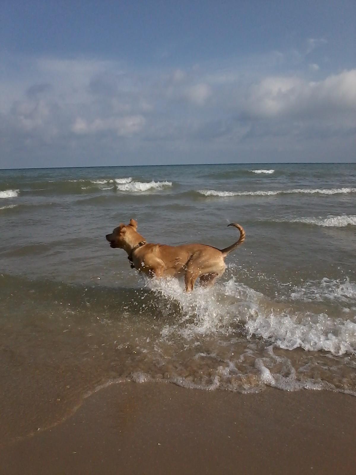 Dog Friendly Activities In Grafton Wi Bringfido