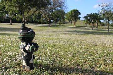 Dog Friendly Activities In West Palm Beach Fl Bringfido