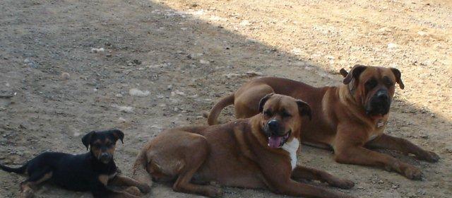 Dog Friendly Burkesville, KY