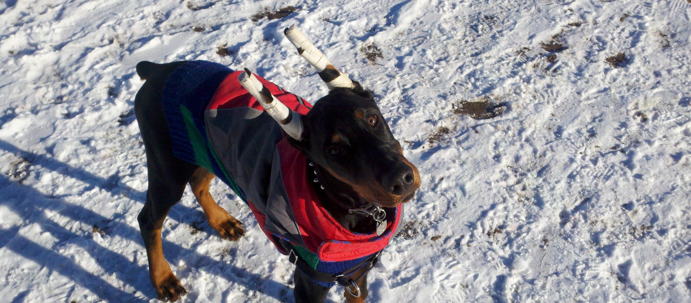 Dog Friendly Parker, CO
