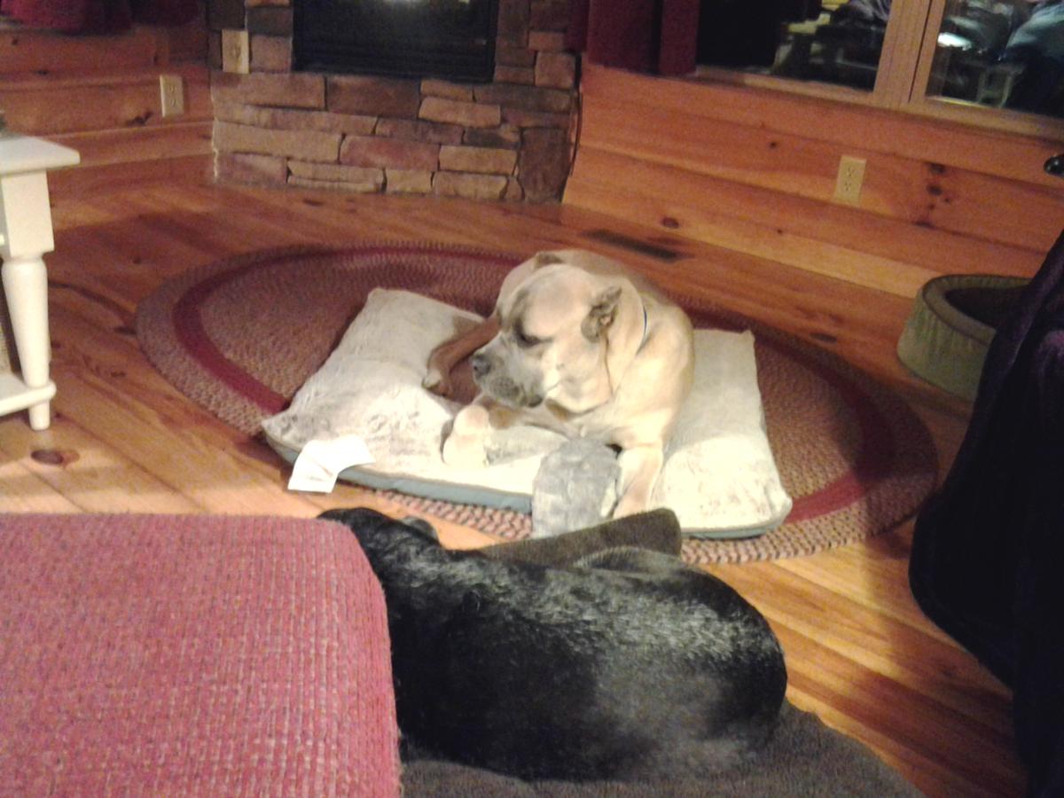 Tired pups after a fun filled day at Barkwells