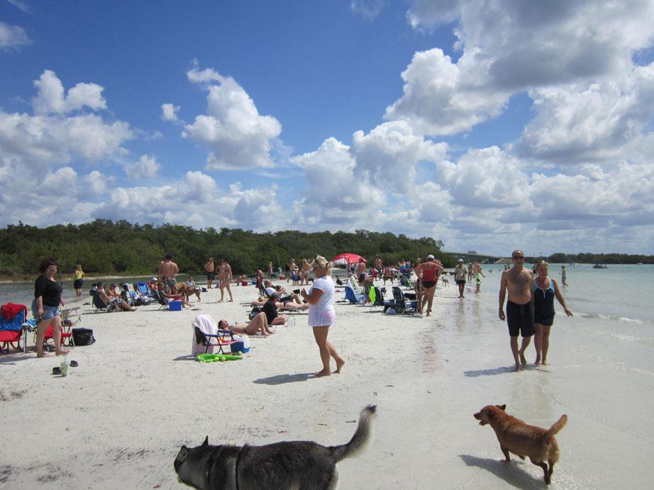are dogs allowed on fort myers beach