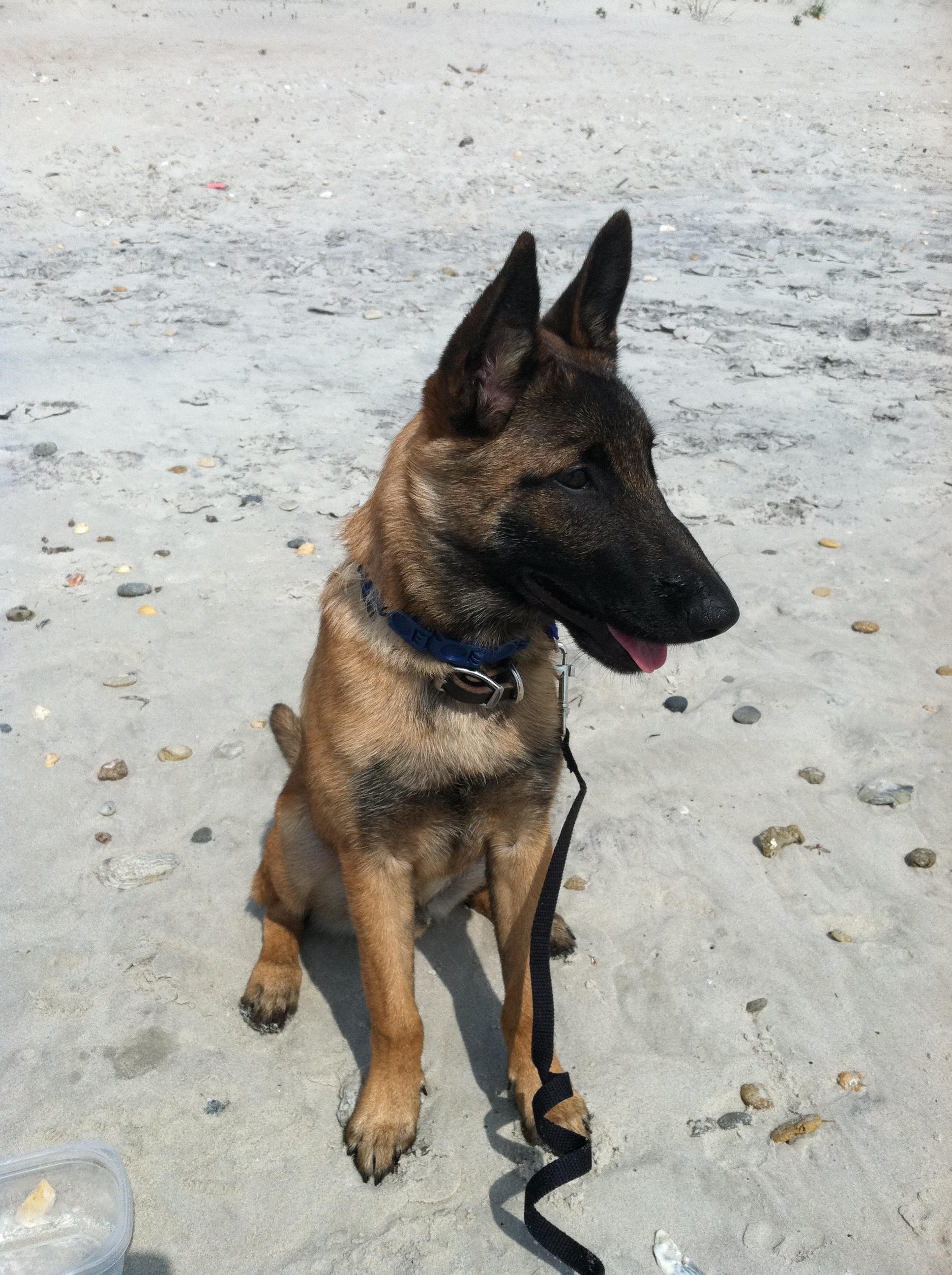 Pet Friendly Topsail Beach Dog Beach