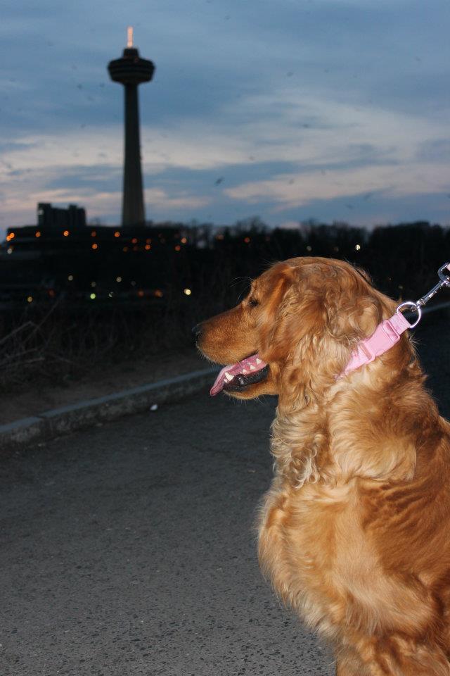 Dog Friendly Activities in Niagara Falls, NY - BringFido