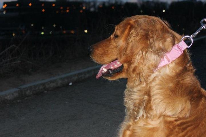 Dog Friendly Activities in Niagara Falls, NY - BringFido