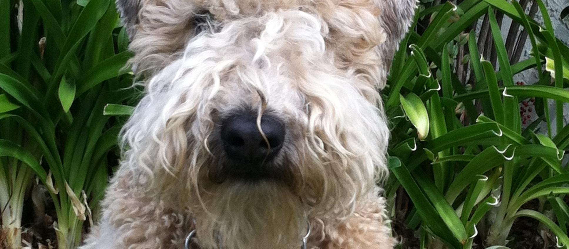 Dog Friendly Westlake Village, CA