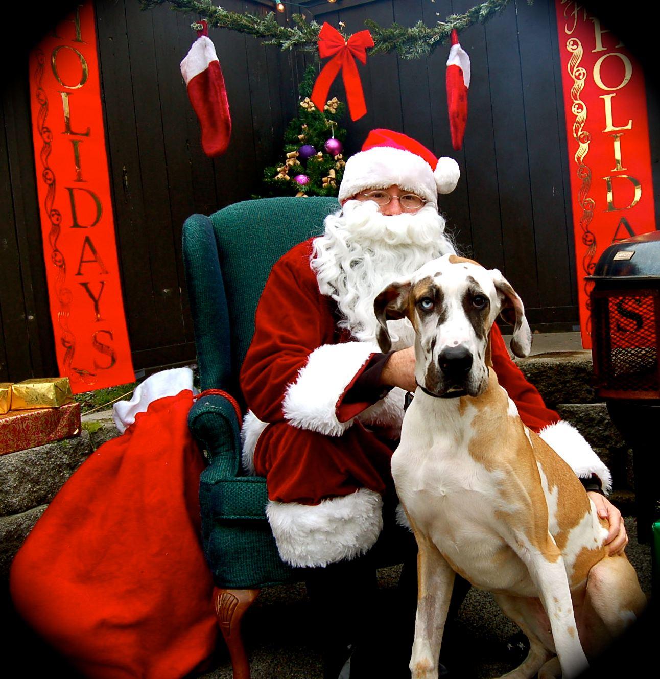 Dog Friendly Burien Wa Bringfido