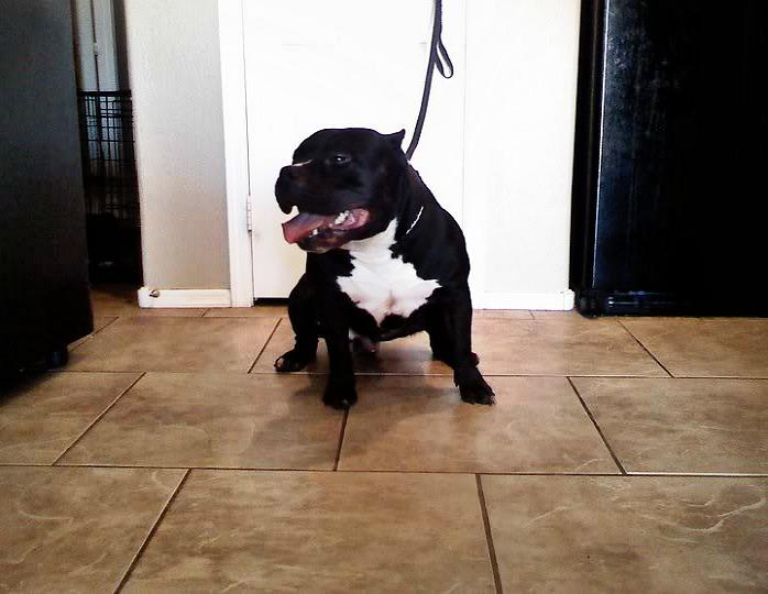 Little Black Tuxedo