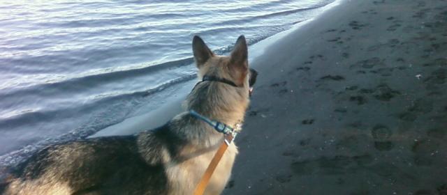 Dog Friendly Milwaukie, OR