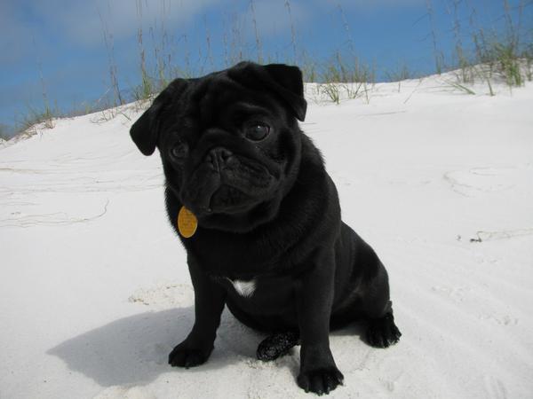Dog Friendly Pensacola Beach Fl