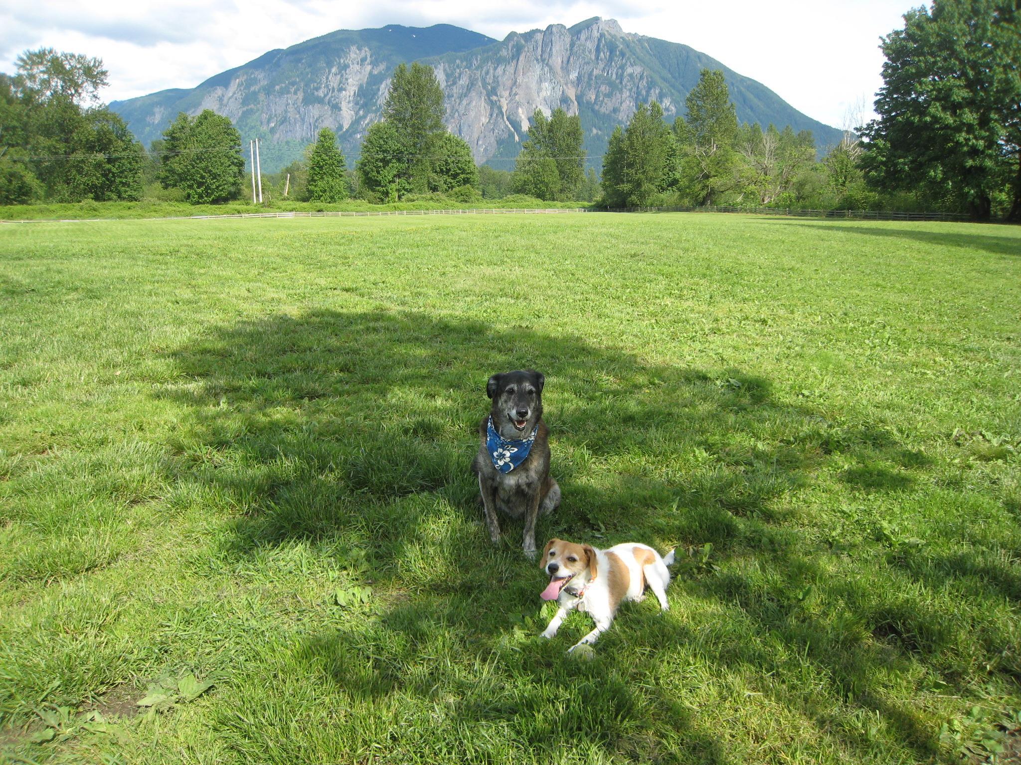 Snoqualmie Valley Pets: Six Boredom Busters for your Dog - Living Snoqualmie