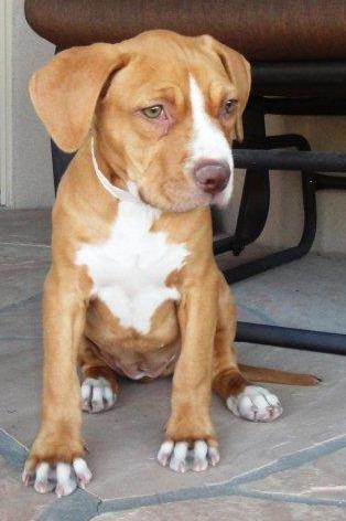 Sasha, the new full time "staffy" member at Spike's Treats