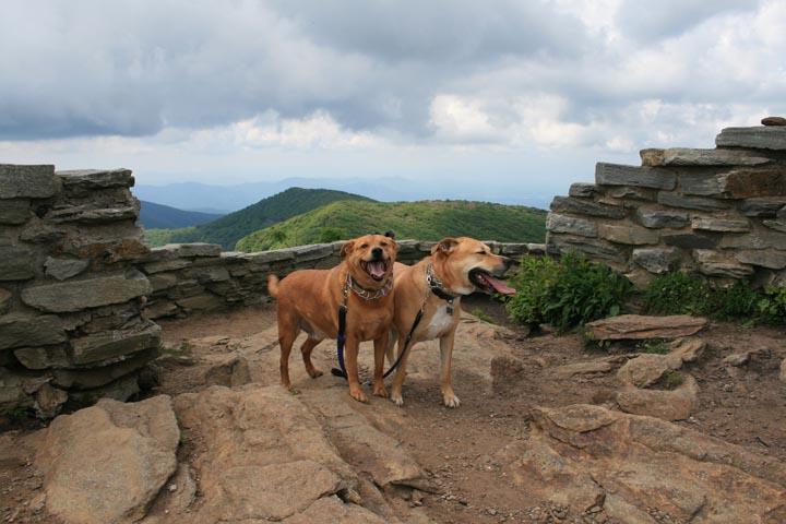 Good walking trails clearance for dogs near me