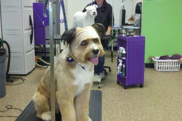A Loving Touch Puppy Parlor A Loving Touch Puppy Parlor