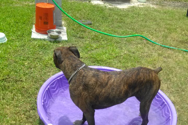 Dog Friendly Activities in Big Pine Key, FL - BringFido