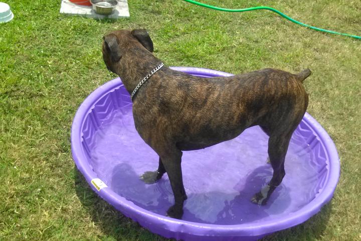 Big Pine Key Dog Park