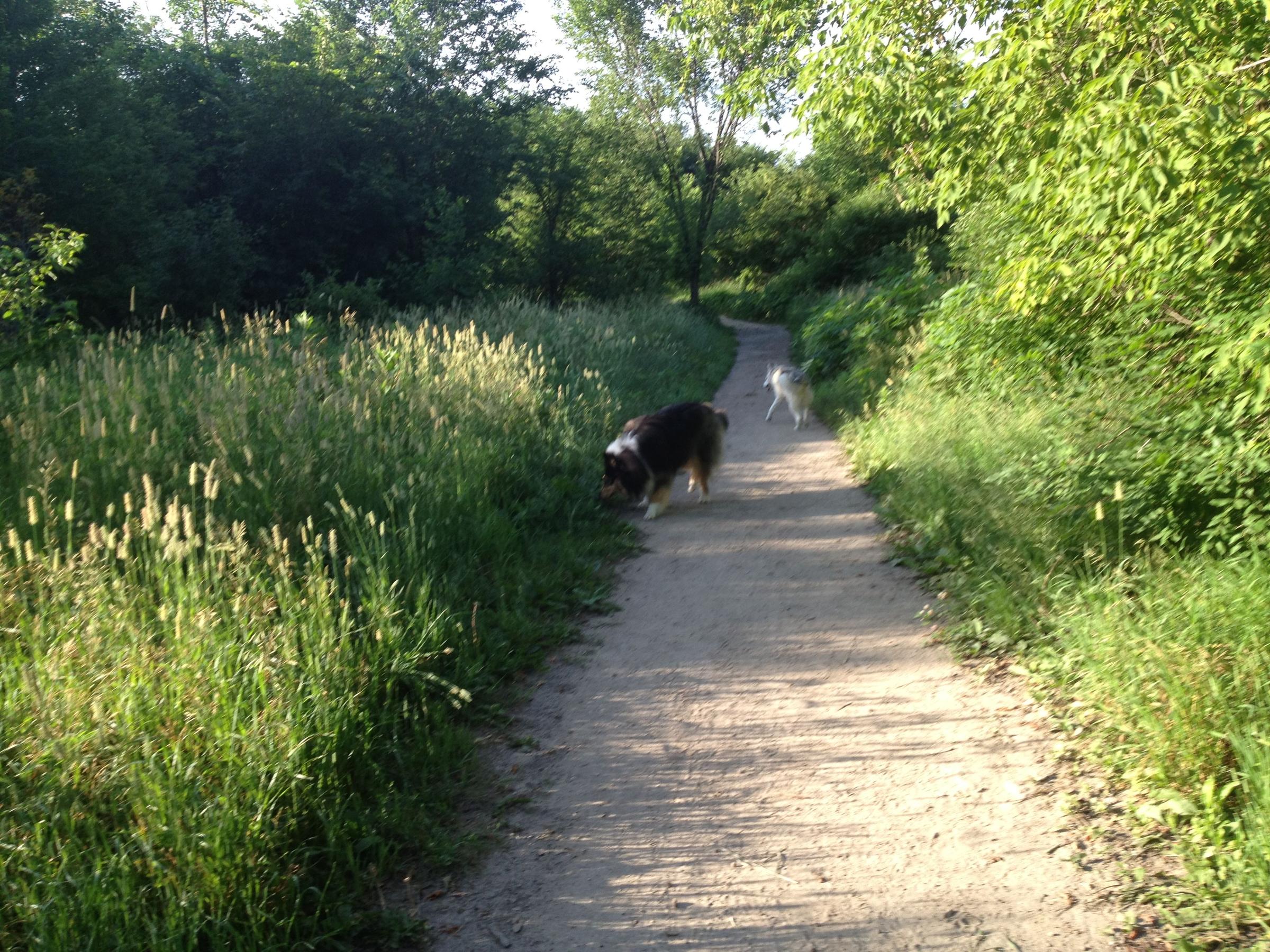 Off Leash Dog Parks In Edina Mn Bringfido