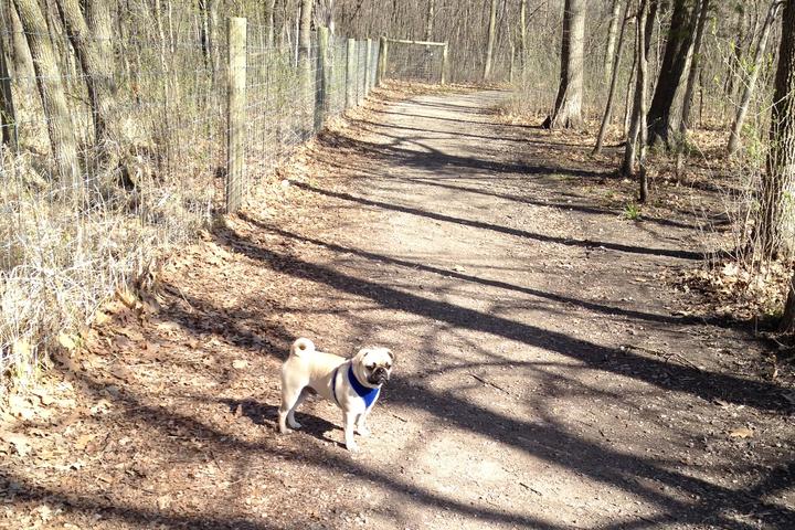 Pet Friendly Carver Park Reserve Dog Off-Leash Area