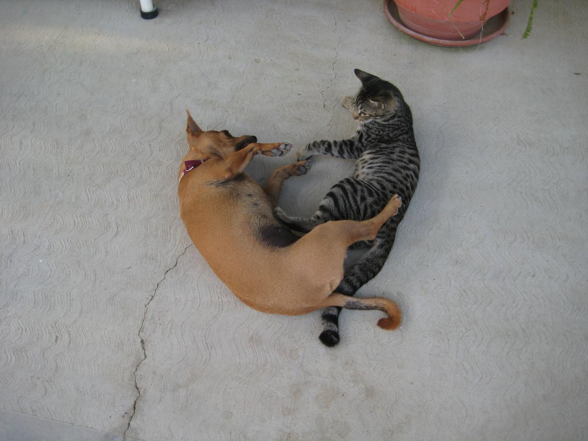 Dog Friendly Cabo San Lucas, MX