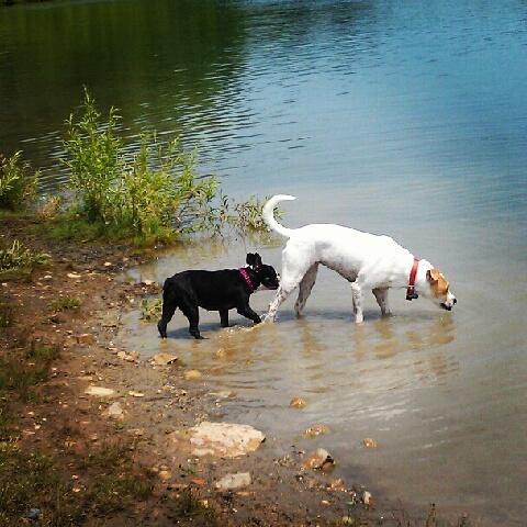 worthington off leash dog park