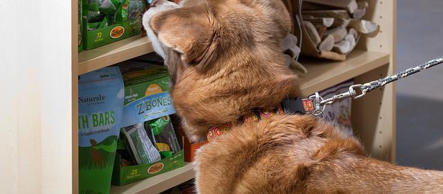 Dogs love to shop for goodies at Howlistic! Dogs love to shop for goodies at Howlistic!