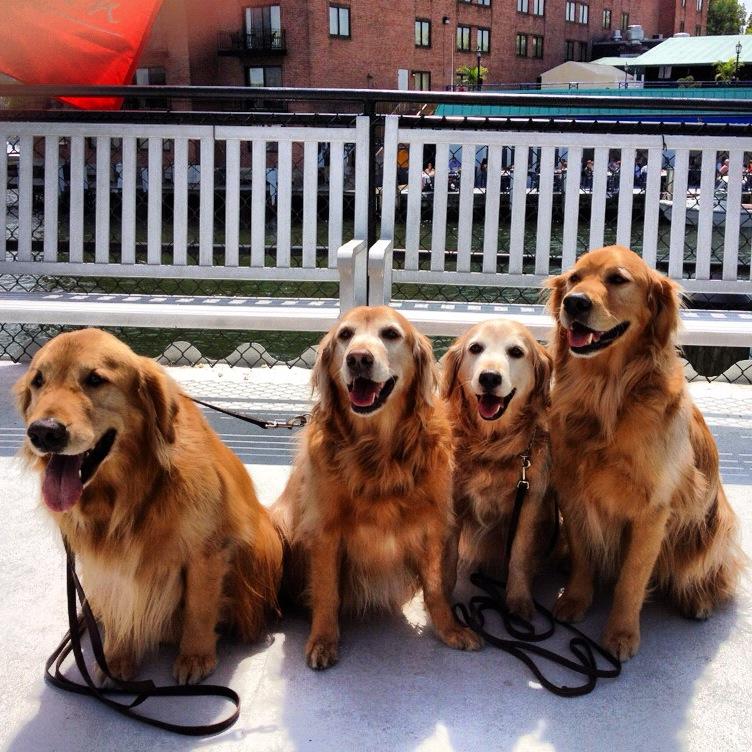 Pet Friendly Cruises on the Bay by Watermark Baltimore