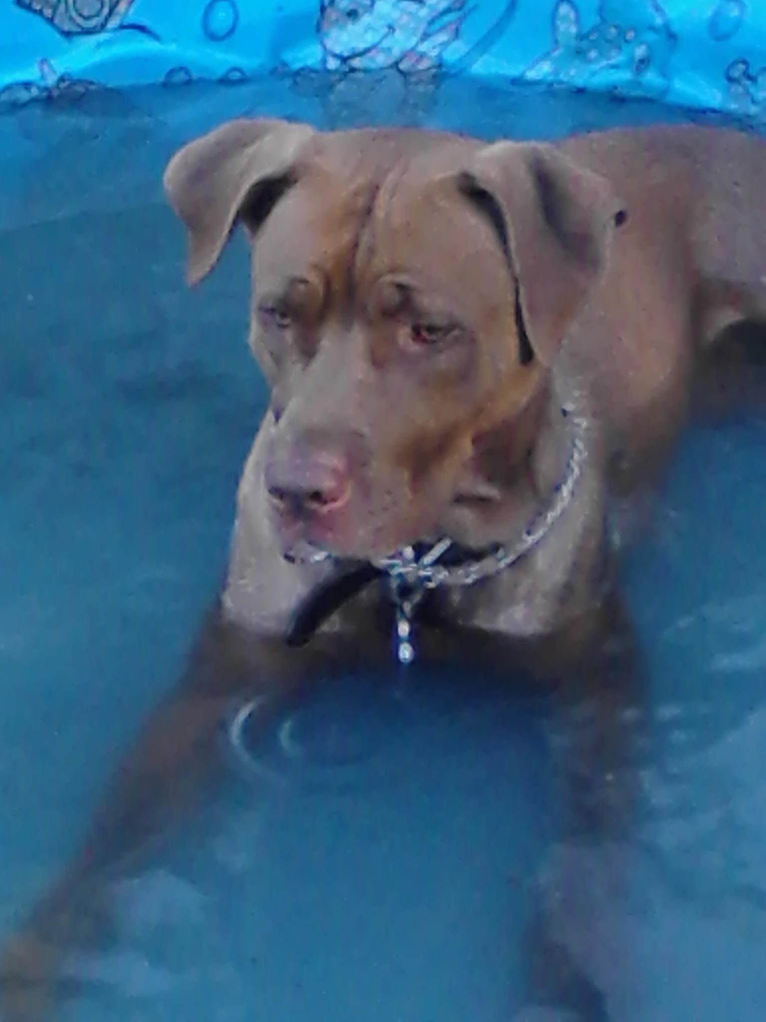 OffLeash Dog Parks in Peoria, IL BringFido