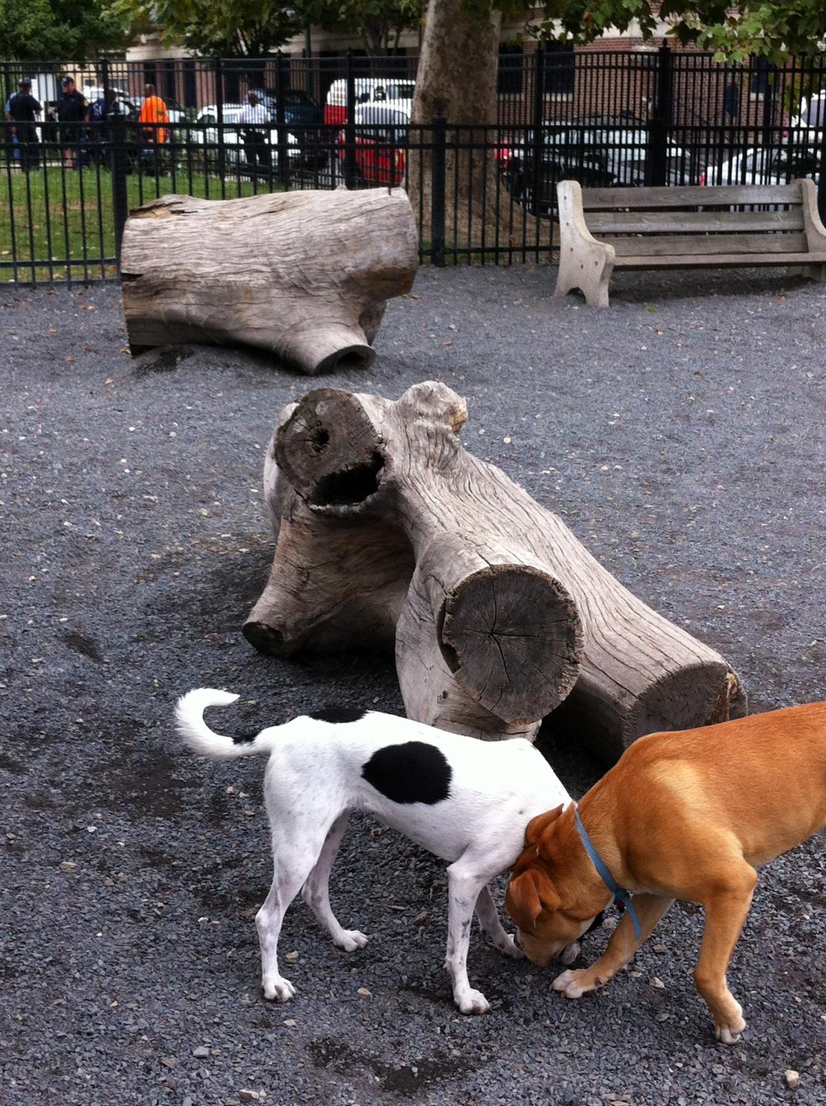 Schuylkill River Dog Park