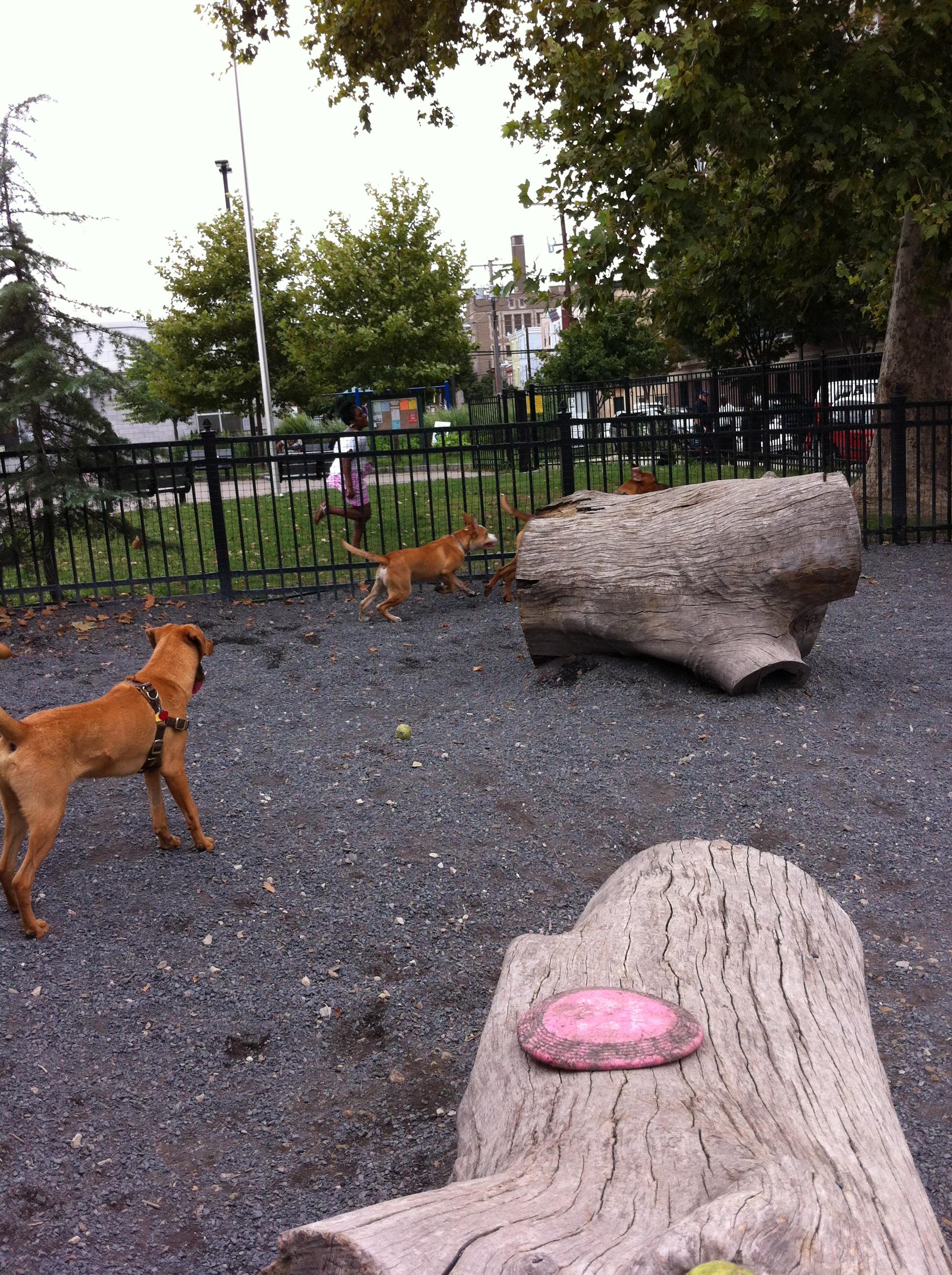 Pet Friendly Dog Park at Schuylkill River Park