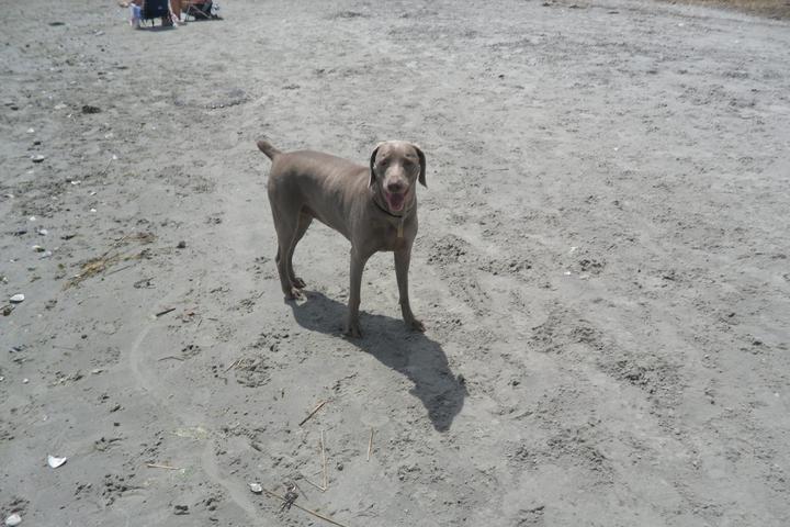 Pet Friendly Longport Dog Beach