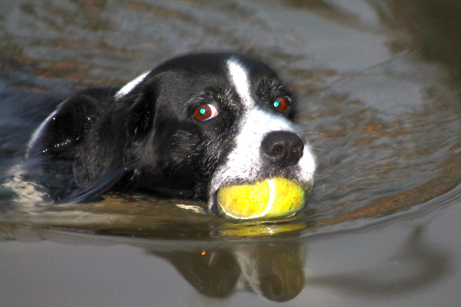 meadow run dog park