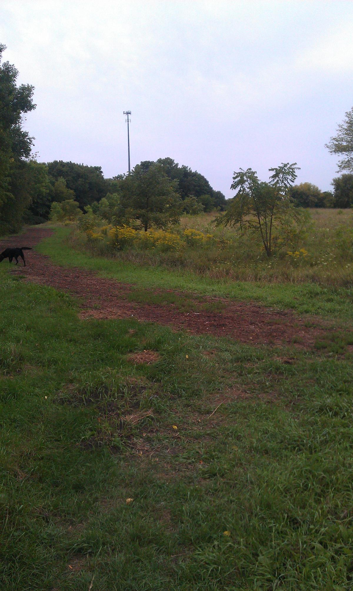 johnson street dog park