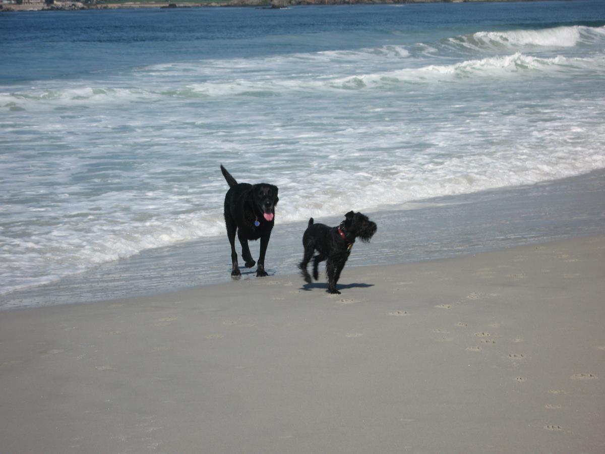 Murphy's new friend Buddy on Carmel Beach