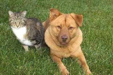 Dog Days Cat Naps Llc