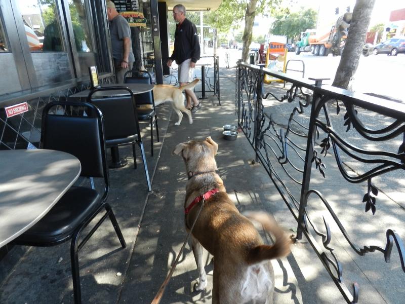 dog friendly eating places