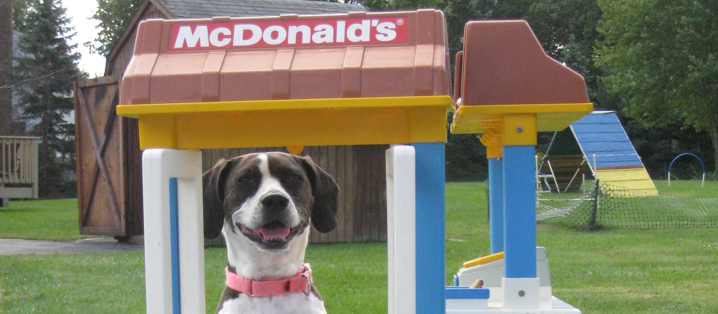 Dog Friendly Paramus, NJ