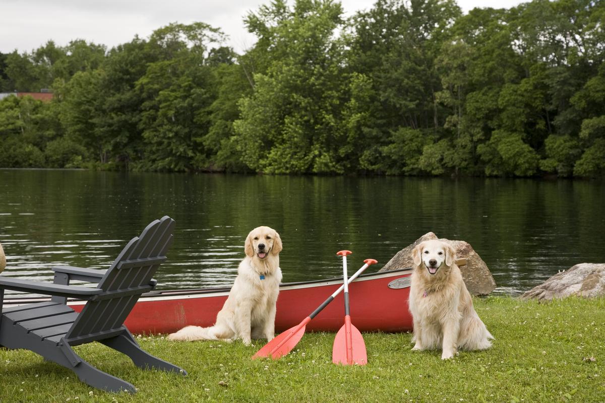 Dog Friendly Laconia, NH