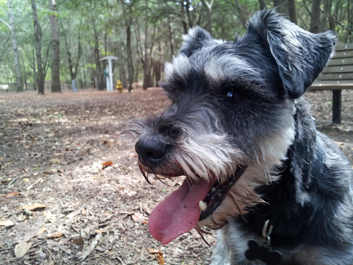 can a giant schnauzer and a carolina dog be friends