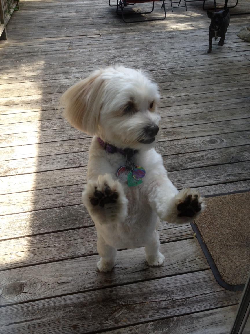 Dog Friendly Woodstock, NY BringFido