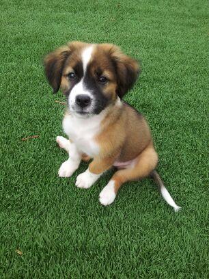 St bernard border collie best sale mix puppies