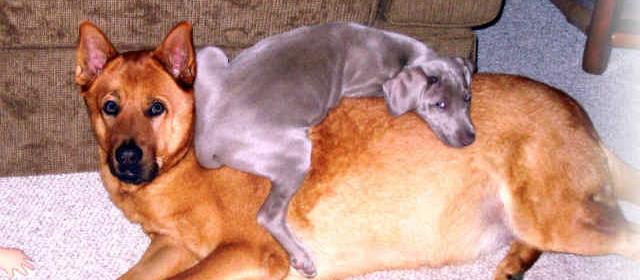This is what our furry babies look like when they are in the Comforts of Home even when you aren't! This is what our furry babies look like when they are in the Comforts of Home even when you aren't!