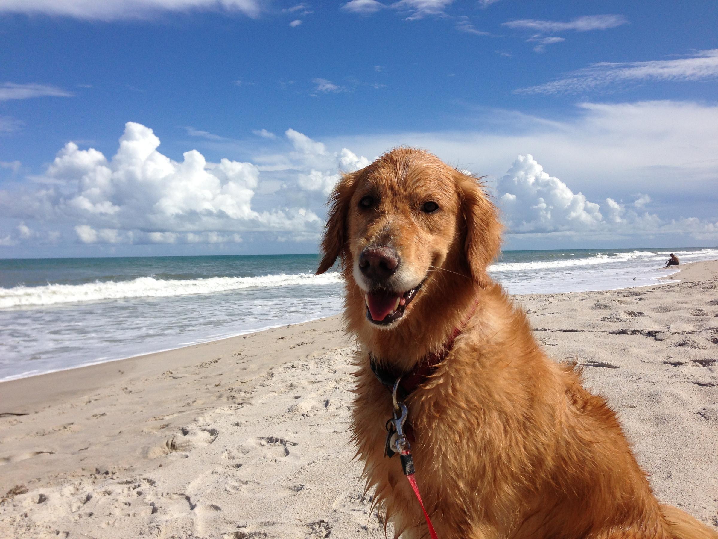 Pet Friendly Canova Dog Beach