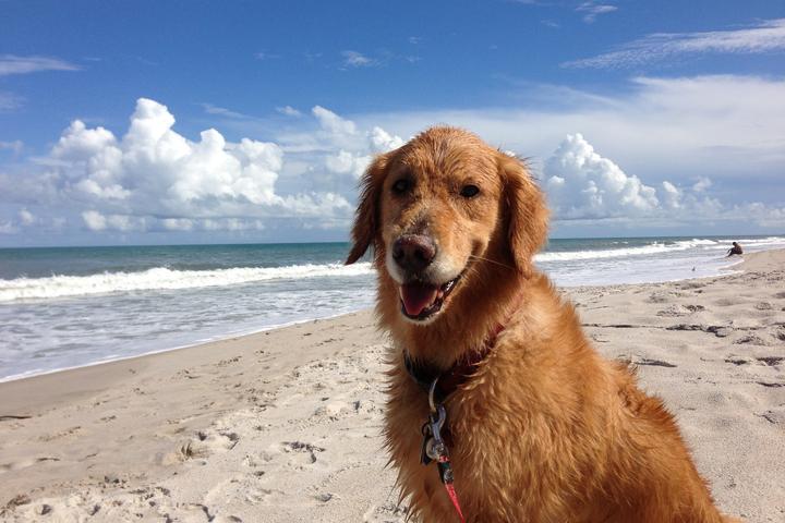 Pet Friendly Canova Dog Beach